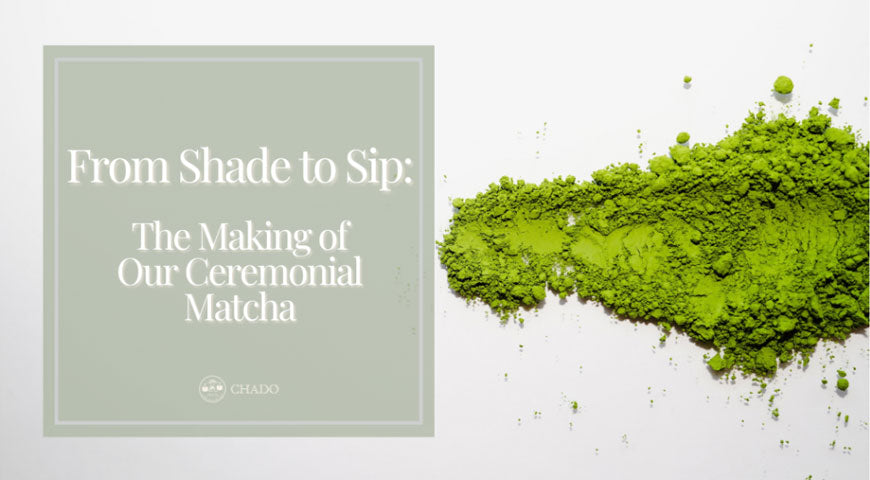 From Shade to Sip: The Making of Our Ceremonial Grade Matcha