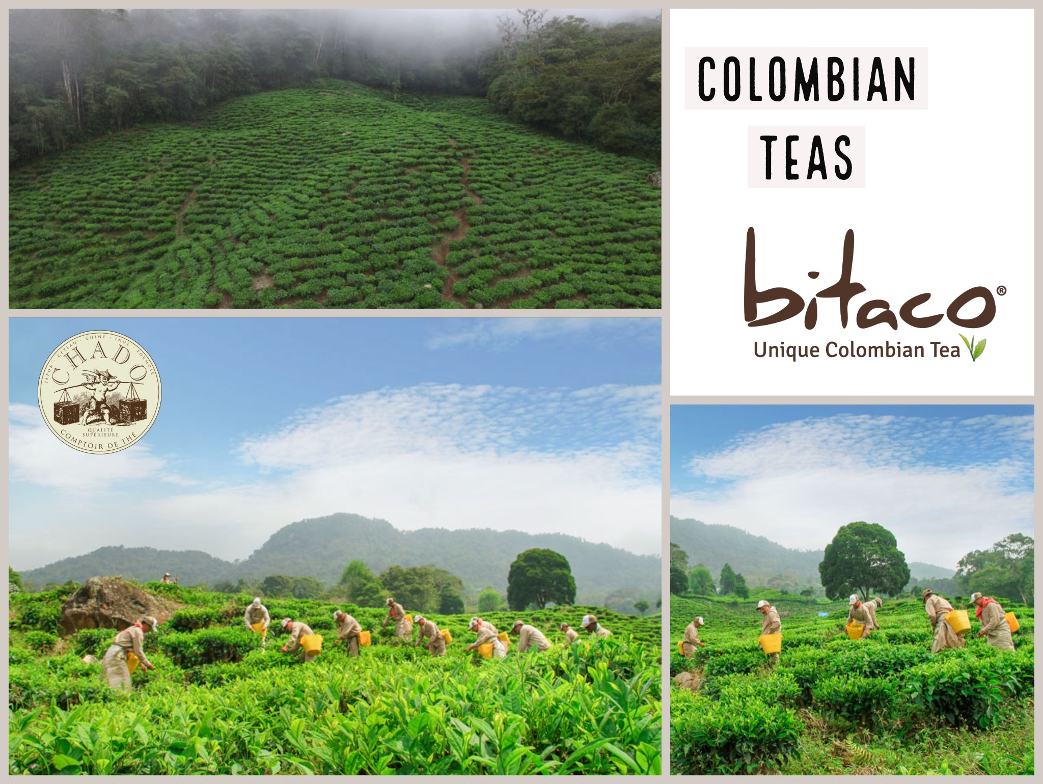 Colombian Teas, Bitaco Tea and Blends